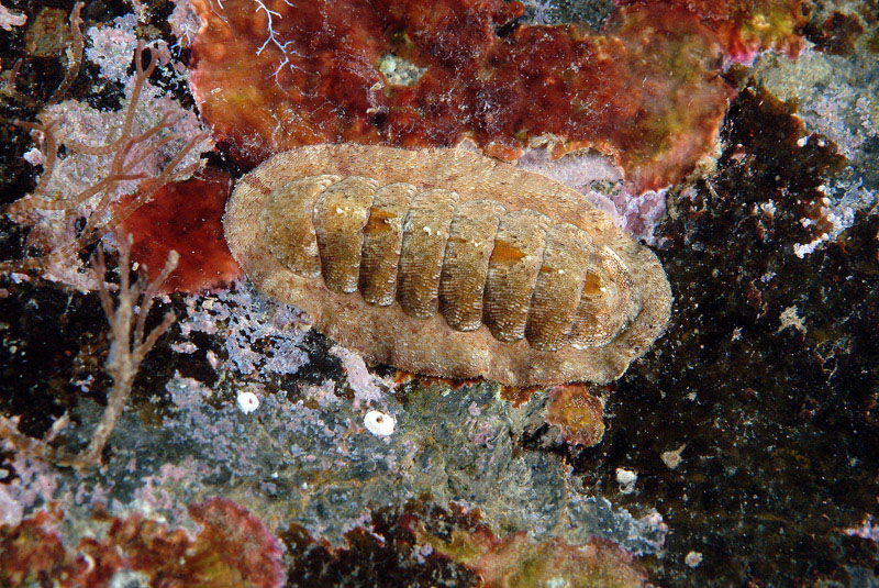 Ischnochiton rissoi